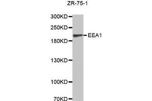 Western Blotting (WB) image for anti-Early Endosome Antigen 1 (EEA1) (AA 1182-1411) antibody (ABIN6213897) (EEA1 Antikörper  (AA 1182-1411))