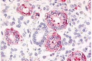 Anti-Frizzled 2 antibody  ABIN1048611 IHC staining of human fetal kidney.