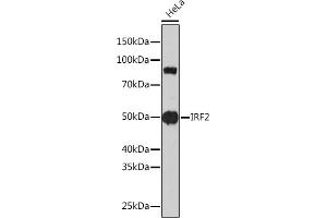 Western blot analysis of extracts of HeLa cells, using IRF2 Rabbit mAb (ABIN1681257, ABIN3019232, ABIN3019233 and ABIN7101734) at 1:1000 dilution. (IRF2 Antikörper)