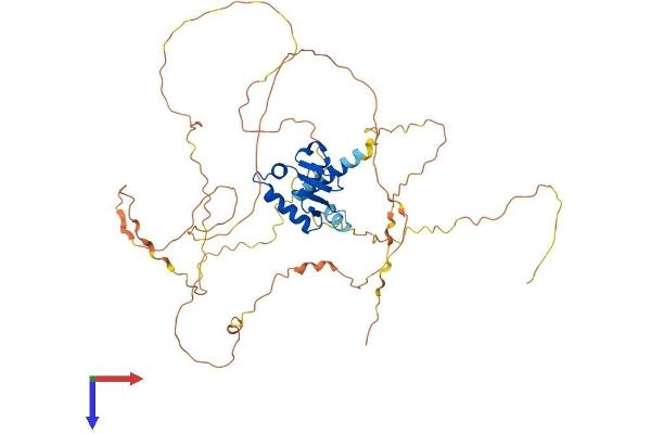 ETV4 Protein (AA 1-485) (His tag)