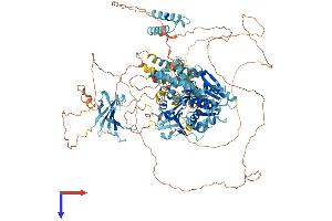 TTF2 Protein (AA 1-1162) (His tag)