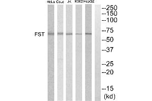 Western blot analysis of extracts from HepG2, K562, COLO205, Jurkat and HeLa cells, using FST antibody. (Follistatin Antikörper)