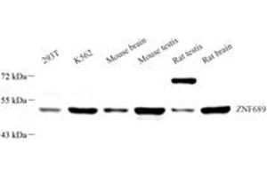 Western blot analysis of ZNF689 (ABIN7076271) at dilution of 1: 1500 (ZNF689 Antikörper)