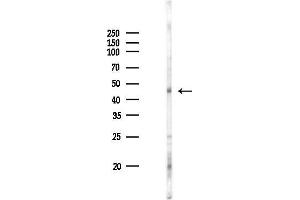 Western blot analysis of lysates from RAW264.