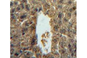 IHC-P analysis of liver tissue, with DAB staining. (IL-5 Antikörper  (AA 20-134))