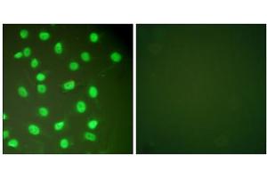Immunofluorescence analysis of HepG2 cells, using MCM2 antibody (ABIN5976452). (MCM2 Antikörper  (N-Term))