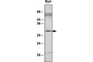 Western blot analysis of Synechocystis sp. (SppA2 Antikörper)