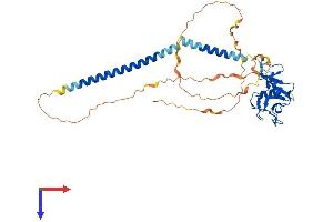 CLEC17A Protein (AA 1-378) (His tag)