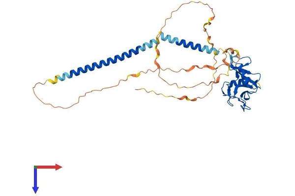 CLEC17A Protein (AA 1-378) (His tag)