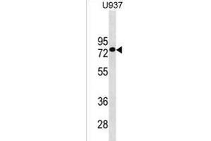 GOLGA8J Antibody (N-term) (ABIN1539327 and ABIN2850034) western blot analysis in  cell line lysates (35 μg/lane). (GOLGA8J Antikörper  (N-Term))