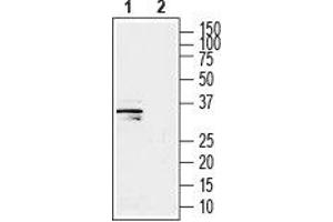 Western blot analysis of human SH-SY5Y neuroblastoma cell line lysate: - 1. (GSG1-Like Antikörper  (C-Term, Intracellular))