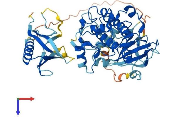AKT2 Protein (AA 1-481) (His tag)