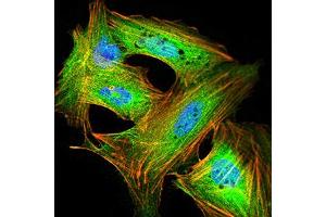 Immunofluorescence analysis of SK-N-SH cells using GRIK4 mouse mAb (green). (GRIK4 Antikörper  (AA 21-166))