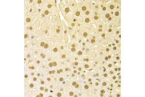 Immunohistochemistry of paraffin-embedded mouse liver using SFN Antibody. (14-3-3 sigma/SFN Antikörper  (AA 1-248))