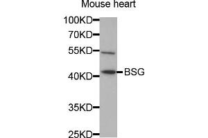 Western blot analysis of extracts of mouse heart, using BSG antibody (ABIN5970747) at 1/1000 dilution. (CD147 Antikörper)