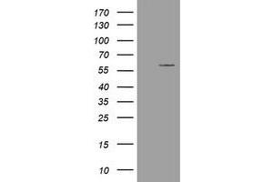Image no. 1 for anti-Estrogen-Related Receptor gamma (ESRRG) (AA 24-263) antibody (ABIN1491250) (ESRRG Antikörper  (AA 24-263))