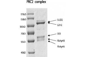 Recombinant PRC2 Complex gel.