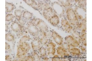 Immunostaining (ISt) image for anti-Glial Cells Missing Homolog 1 (GCM1) (AA 108-166) antibody (ABIN521965)