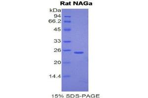 SDS-PAGE (SDS) image for N-Acetylgalactosaminidase, alpha (NAGA) (AA 218-415) protein (His tag) (ABIN2121742)