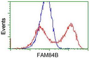 HEK293T cells transfected with either RC207996 overexpress plasmid (Red) or empty vector control plasmid (Blue) were immunostained by anti-FAM84B antibody (ABIN2453030), and then analyzed by flow cytometry. (FAM84B Antikörper)
