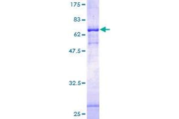 PIEZO1 Protein (AA 1-373) (GST tag)