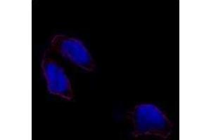 Image no. 2 for anti-POU Class 5 Homeobox 1 (POU5F1) (N-Term) antibody (ABIN357427) (OCT4 Antikörper  (N-Term))