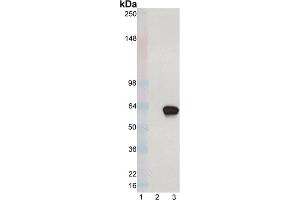 Western blot analysis of XBP-1S mAb (8F6. (XBP1 Antikörper  (C-Term))