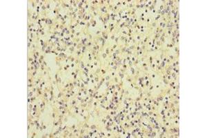 Immunohistochemistry (IHC) image for anti-C-Type Lectin Domain Family 4, Member D (CLEC4D) (AA 39-215) antibody (ABIN7146073)