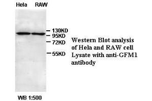Image no. 1 for anti-G-Elongation Factor, Mitochondrial 1 (GFM1) antibody (ABIN791156) (GFM1 Antikörper)