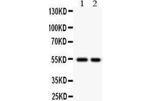 Observed bind size: 54KD (CSTA Antikörper  (AA 8-98))