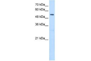 WB Suggested Antibody Titration:  2. (SHMT2 Antikörper  (N-Term))