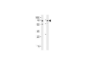 Western blot analysis in SH-SY5Y,U87-MG cell line lysates (35ug/lane). (Ubiquilin 1 Antikörper  (N-Term))