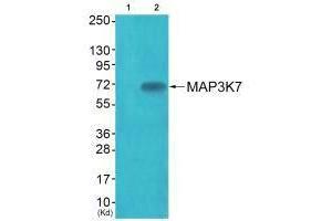 Western blot analysis of extracts from JK cells (Lane 2), using MAP3K7 (Ab-187) antiobdy.