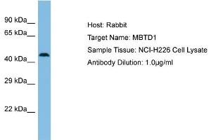 Host: Rabbit Target Name: MBTD1 Sample Type: NCI-H226 Whole Cell lysates Antibody Dilution: 1. (MBTD1 Antikörper  (N-Term))