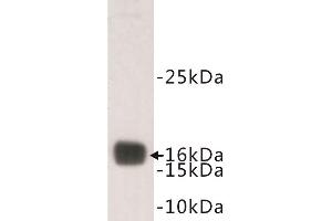 Western Blotting (WB) image for anti-Transthyretin (TTR) antibody (ABIN1854964) (TTR Antikörper)