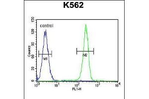 Flow cytometric analysis of K562 cells (right histogram) compared to a negative control cell (left histogram). (OR52D1 Antikörper  (C-Term))