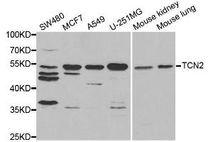Western blot analysis of extracts of various cell lines, using TCN2 antibody. (TCN2 Antikörper  (AA 19-250))