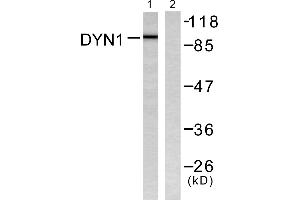 Western blot analysis of extracts from mouse brain, using Dynamin-1 (Ab-774) Antibody (#B0422). (Dynamin 1 Antikörper  (Ser774))
