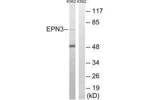 Western blot analysis of extracts from K562 cells, using EPN3 antibody. (EPN3 Antikörper)
