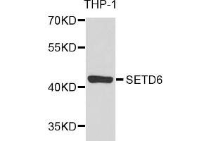 Western blot analysis of extracts of THP-1 cells, using SETD6 antibody (ABIN2970694) at 1/1000 dilution. (SETD6 Antikörper)