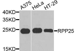 Western blot analysis of extracts of various cell lines, using RPP25 antibody. (RPP25 Antikörper)