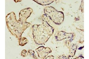 Immunohistochemistry of paraffin-embedded human placenta tissue using ABIN7149824 at dilution of 1:100 (DPPA4 Antikörper  (AA 11-264))
