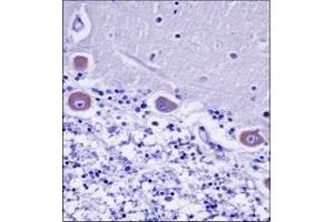 Immunohistochemistry (Paraffin-embedded Sections) (IHC (p)) image for anti-KDEL (Lys-Asp-Glu-Leu) Endoplasmic Reticulum Protein Retention Receptor 2 (KDELR2) (AA 182-211), (C-Term) antibody (ABIN953024)