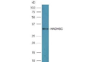 Mouse liver lysates probed with Rabbit Anti-HADHSC Polyclonal Antibody  at 1:5000 90min in 37˚C. (HADH Antikörper  (AA 241-314))