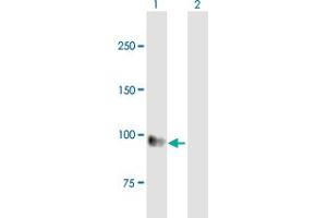 Western Blot analysis of EMR1 expression in transfected 293T cell line by EMR1 MaxPab polyclonal antibody. (F4/80 Antikörper  (AA 1-821))