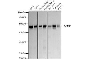 Western blot analysis of extracts of various cell lines, using AAMP antibody (ABIN7265584) at 1:500 dilution.