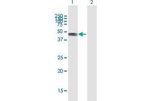 Western Blot analysis of C2CD2 expression in transfected 293T cell line by C2CD2 MaxPab polyclonal antibody.
