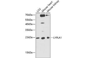 Western blot analysis of extracts of various cell lines, using LYPL antibody (ABIN1680728, ABIN3018907, ABIN3018908 and ABIN6220622) at 1:3000 dilution. (LYPLA1 Antikörper  (AA 1-230))