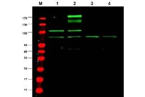 Image no. 1 for anti-Ras Responsive Element Binding Protein 1 (RREB1) antibody (ABIN401031) (RREB1 Antikörper)