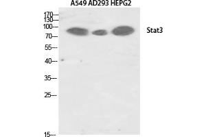 Western Blotting (WB) image for anti-Signal Transducer and Activator of Transcription 3 (Acute-Phase Response Factor) (STAT3) (Tyr705) antibody (ABIN5961851) (STAT3 Antikörper  (Tyr705))